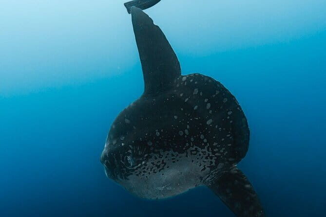 Tiger Shark Diving in Fuvahmulah:8 Days, 7 Nights 15 dives offer - Accommodation and Facilities