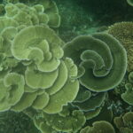 Tioman Coral Island Snorkeling & Island Hopping Tour - Who Is This Tour Best For?