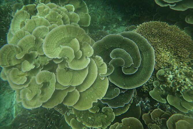 Tioman Coral Island Snorkeling & Island Hopping Tour - Who Is This Tour Best For?