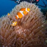 Tioman Scuba Diving for Beginners - Whats Included and Whats Not