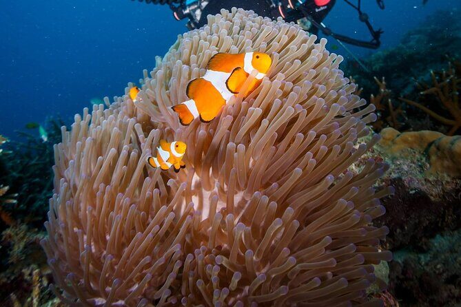 Tioman Scuba Diving for Beginners - Whats Included and Whats Not