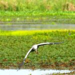 Tissamaharama - Evening Bird and Bat Watching Tuk-Tuk Tour - Who Will Love This Tour?