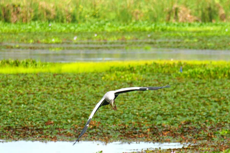 Tissamaharama - Evening Bird and Bat Watching Tuk-Tuk Tour - Who Will Love This Tour?