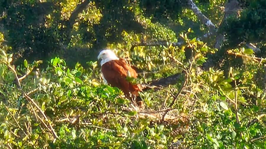 Tissamaharama: Free Dinner with Sunset Birdwatching - Why This Tour Offers Real Value