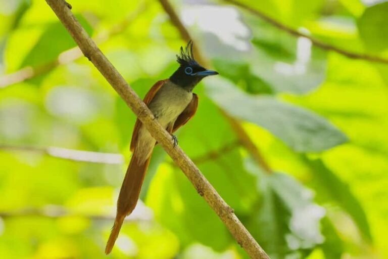 Tissamaharama: Sunrise Birdwatching Tour with Breakfast - The Break & Breakfast