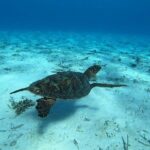 Tohora Bora Bora Snorkeling Lagoon Tours - What Travelers Love About This Tour