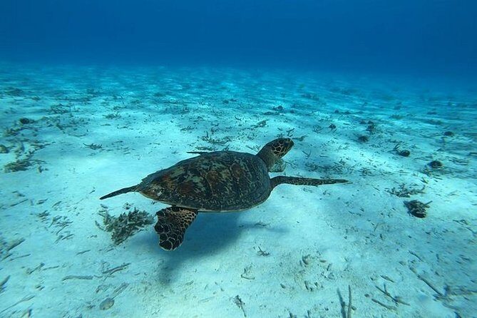 Tohora Bora Bora Snorkeling Lagoon Tours - What Travelers Love About This Tour