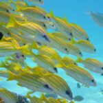 Tokashiki Tokashiku Beach: Banana Boat Snorkeling (No Ferry) - What to Expect: Step-by-Step Breakdown