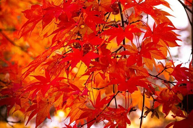 Tokyo Autumn Colors Gardens Shrines and Tea Tour - Final Thoughts