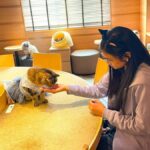 Tokyo: Cat-themed Bookstore & Shinjuku Cat cafe Night Tour - An In-Depth Look at the Tokyo Night Cat Tour