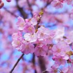 Tokyo: Cherry Blossom Full-Day Tour with Local Expert Guide - What Makes This Tour Special