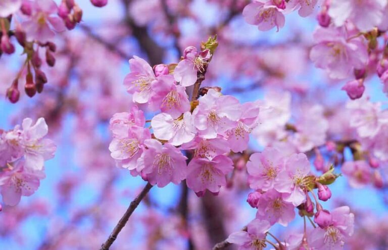 Tokyo: Cherry Blossom Full-Day Tour with Local Expert Guide - What Makes This Tour Special