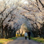 Tokyo Cherry Blossom Half Day Walking Tour with a Local Guide - What You’ll Love About This Tour