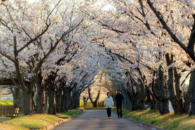 Tokyo Cherry Blossom Half Day Walking Tour with a Local Guide - What You’ll Love About This Tour