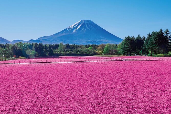 Tokyo Cherry Blossom Mt Fuji and Shibazakura Festival Day Trip - Who Is This Tour Best Suited For?