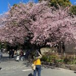 Tokyo Cherry Blossom Walking Tour - Authentic Insights from Participants