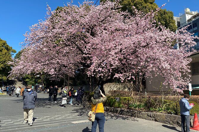 Tokyo Cherry Blossom Walking Tour - Authentic Insights from Participants