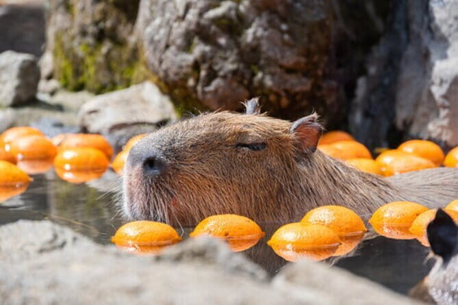 Tokyo Day Trip to Izu and Shimoda - A Closer Look at the Itinerary