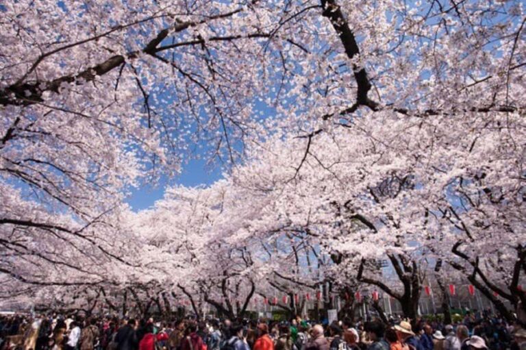 Tokyo: Enjoy "Hanami" Cherry Blossom Experience - Detailed Breakdown of the Itinerary