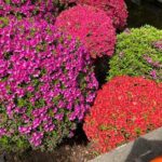 Tokyo Historian and Photographer Private Tour - Why This Tour Offers Great Value