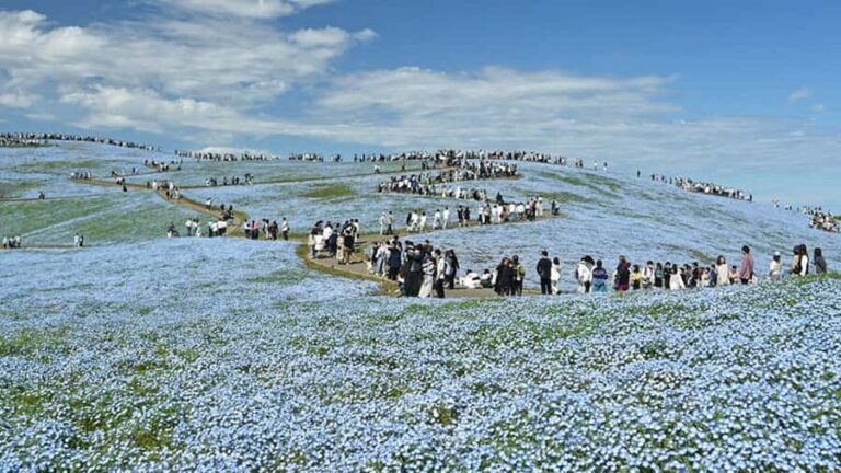 Tokyo: Hitachi Seaside Park & Aquaworld Oarai Aquarium Tour - What We Love About This Tour