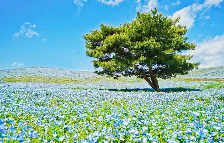 Tokyo & Ibaraki Tour: Hitachi Seaside Park & Adachi Wisteria - Why This Tour Offers Real Value