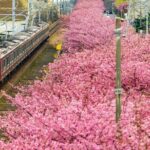 Tokyo-Izu: Volcano, Ocean& Capybara Cuddle with Izu Scenic Train - Final Thoughts