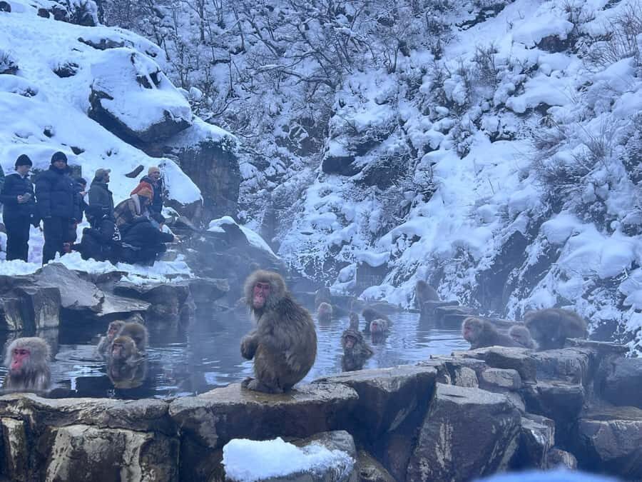 Tokyo: Jigokudani Snow Monkey Park Private Customized Tour - Practical Details and What You Should Know