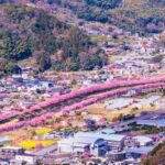 Tokyo: Kawazu Cherry Blossom & Onsen Small-Group Trip - Transportation & Group Size