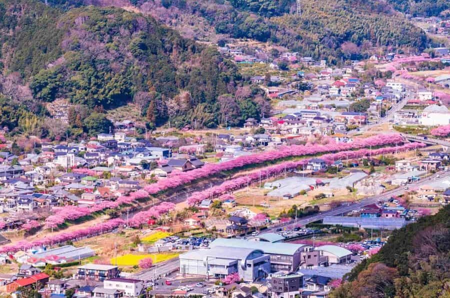 Tokyo: Kawazu Cherry Blossom & Onsen Small-Group Trip - Transportation & Group Size