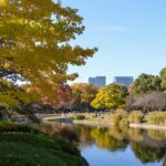 Tokyo: Kitanomaru Park Autumn Leaves Stroll - The Experience in Detail