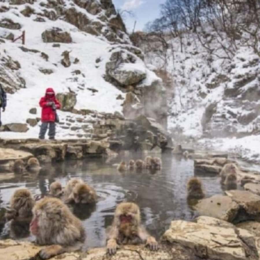 Tokyo: Luxury Snow Monkey Park Private Tour In Land Cruiser - Who Should Book This Tour?