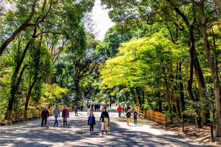 Tokyo: Meiji Shrine Walking Tour with Local Japanese Guide - Detailed Breakdown of the Tour