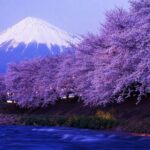 Tokyo: Mt Fuji 3 Lakes Day Trip Secret Spots and Seasonal View - Why This Tour Offers Great Value