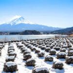 Tokyo: Mt. Fuji 5th Popular Spots and Sagamiko Illumination - What Travelers Say About the Experience