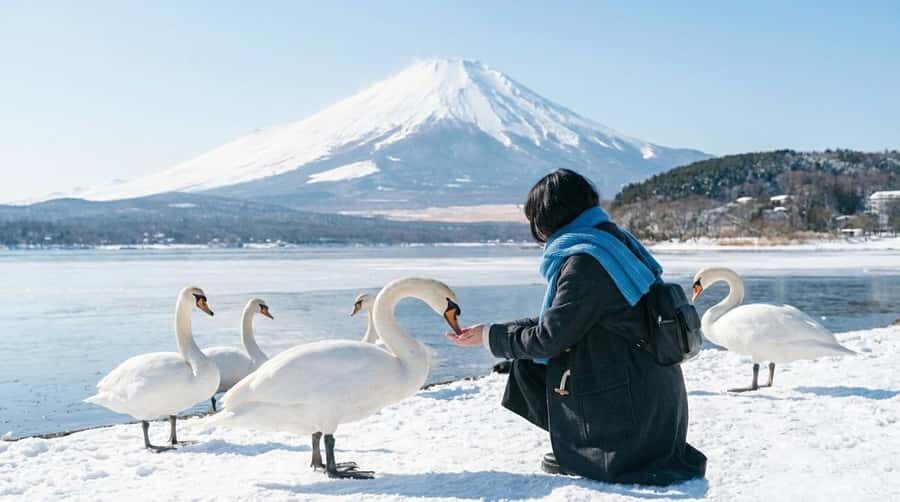 Tokyo: Mt. Fuji & 6 Must-See Spots: Oshino & Lake Kawaguchi - What Travelers Say