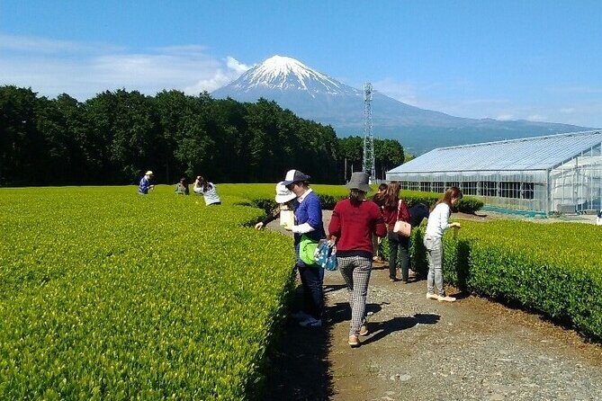 Tokyo: Mt. Fuji Cherry Blossoms and Tea picking Tour - What to Expect: Comfort, Convenience, and Authenticity