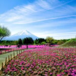 Tokyo: Mt. Fuji Photo Spots, Pink Moss & Cherry Blossom Tour - Practical Details and What You Need to Know