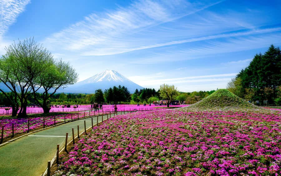 Tokyo: Mt. Fuji Photo Spots, Pink Moss & Cherry Blossom Tour - Practical Details and What You Need to Know