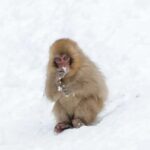 Tokyo/Nagano: Hakuba Valley & Togakushi Shrine 2-Day Tour - A Detailed Look at the Itinerary