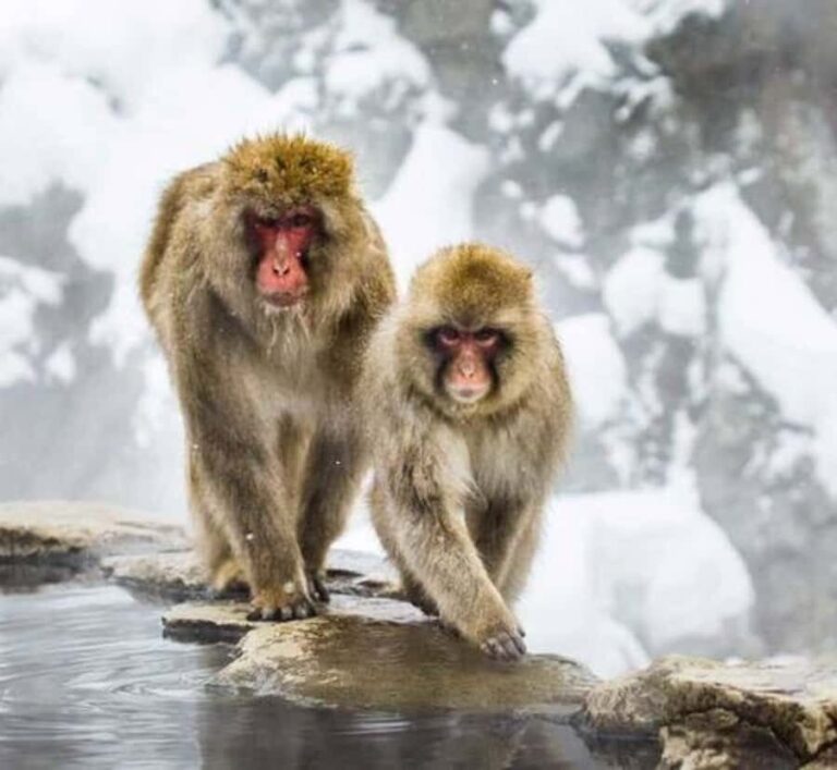 Tokyo: Nagano Private Day Trip with Snow Monkeys - Practical Details and Tips