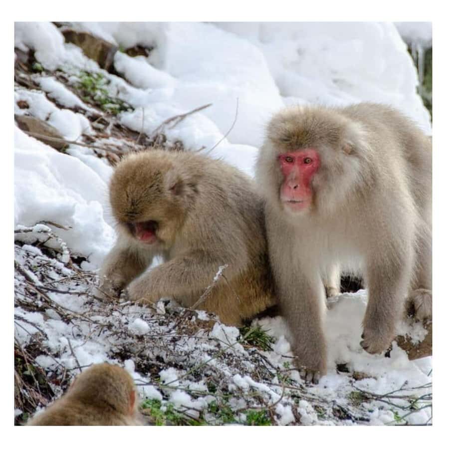 Tokyo: Nagano Snow Monkey and Zenkoji Temple Private Tour - In-Depth Look at Each Stop