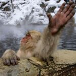 Tokyo / Nagano Snow Monkey, Obuse, Customized Private Tour - In-Depth: What to Expect at Each Stop