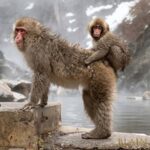 Tokyo & Nagano: Snow Monkey & Zenkoji Temple Adjustable Tour - Transport & Comfort: Why it Matters
