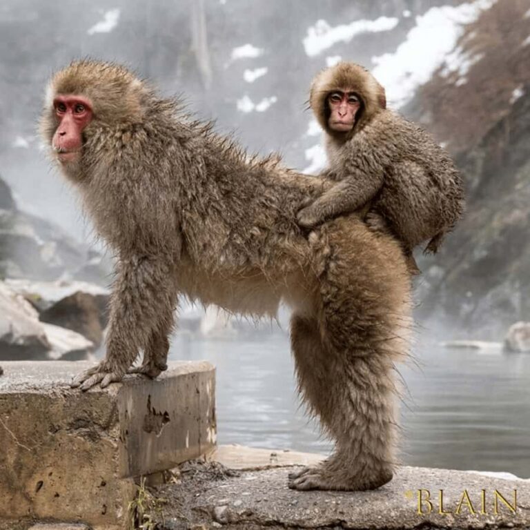 Tokyo & Nagano: Snow Monkey & Zenkoji Temple Adjustable Tour - Transport & Comfort: Why it Matters