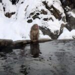 Tokyo: Nagano Snow Monkeys and Zenko-ji Temple Day Trip - Exploring Nagano’s Natural and Cultural Treasures