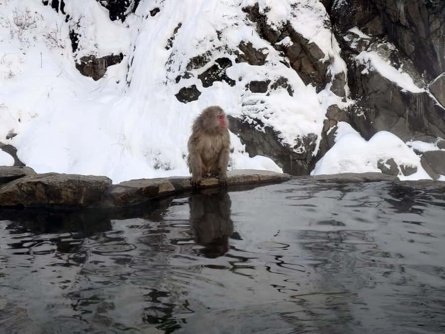Tokyo: Nagano Snow Monkeys and Zenko-ji Temple Day Trip - Exploring Nagano’s Natural and Cultural Treasures