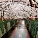 Tokyo: Nakameguro Sakura Riverside Walk with Street Stalls - The Sum Up
