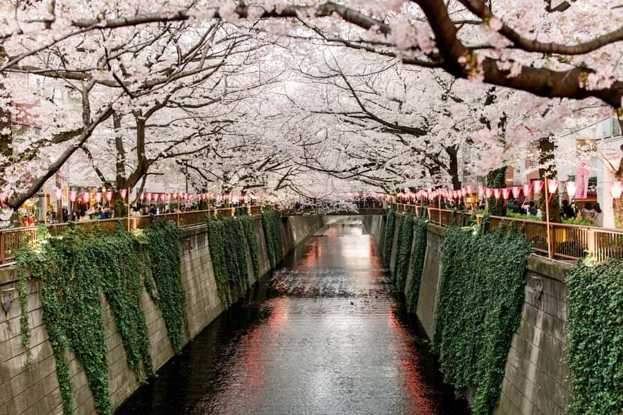 Tokyo: Nakameguro Sakura Riverside Walk with Street Stalls - The Sum Up