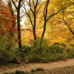 Tokyo Nature Walk: From City Parks to Neon Streets - What to Expect and Practical Tips